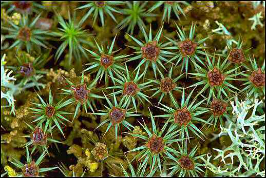 Polytrichum Males