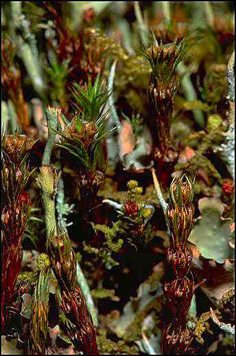 Polytrichum showing annual growth