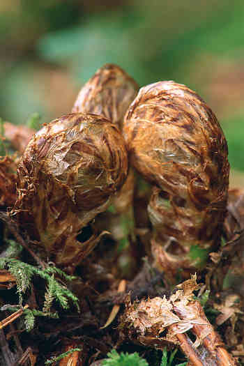 Spreading Shield Fern