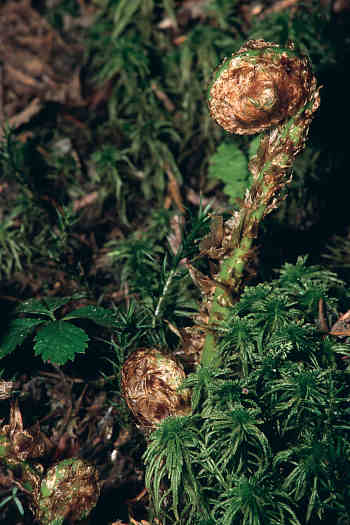 Spreading Shield Fern fiddleheads