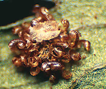 Spreading Shield Fern sorus