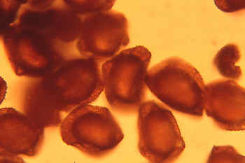 Shield fern spores