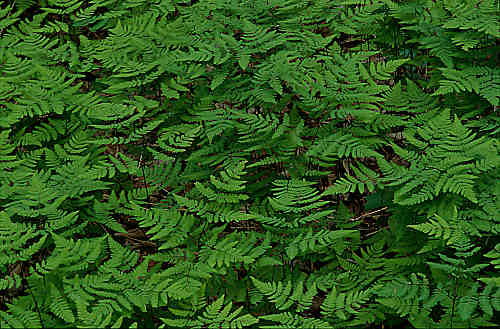 Oak Fern sori, Gymnocarpium dryopteris