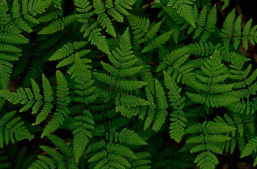 Oak Fern, Gymnocarpium dryopteris