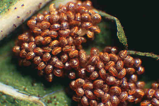 Oak Fern sori