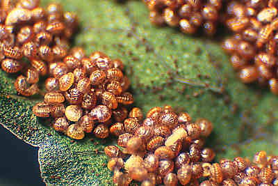 Oak Fern sori, Gymnocarpium dryopteris