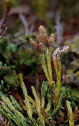 Lycopodium alpinum