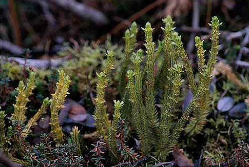 Lycopodium selago
