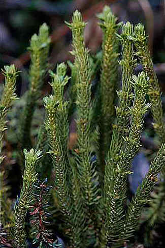 Lycopodium selago