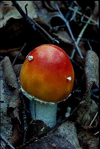 Amanita muscaria