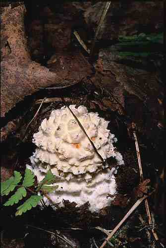 Amanita muscaria sprouting