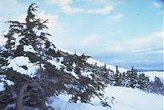 Mountain Hemlock
