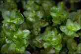 Moss