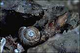 Snail shell and sprout