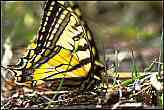 Tiger Swallowtail Butterfly