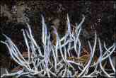 Worm Lichen