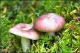 Pink Mushrooms