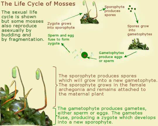 The Life Cycle Of Mosses