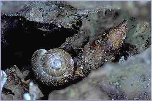 Snail Shell and Bud