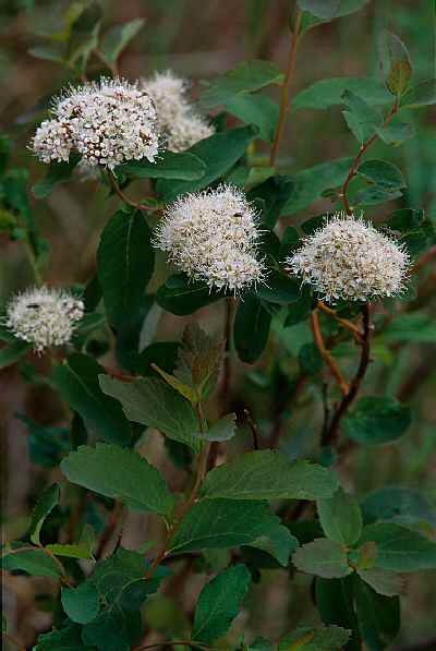 Alaskan Spirea