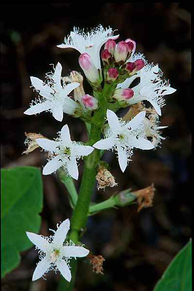 Menyanthes trifoliata, Bogbean
