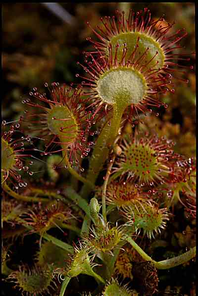 Drosera rotundifolia