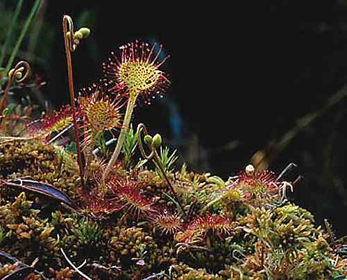 Drosera rotundifolia