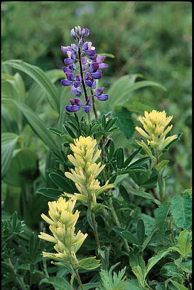 Lupine and Paintbrush