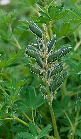 Lupine fruits