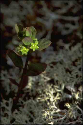 Geocaulon lividum
