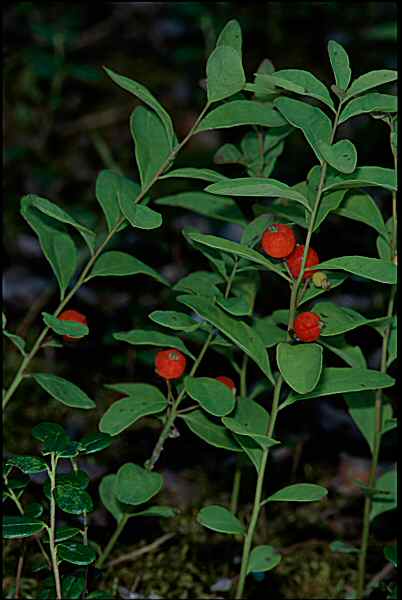Geocaulon lividum