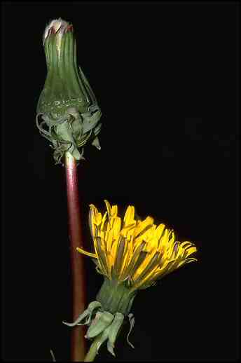 Dandelion flowers