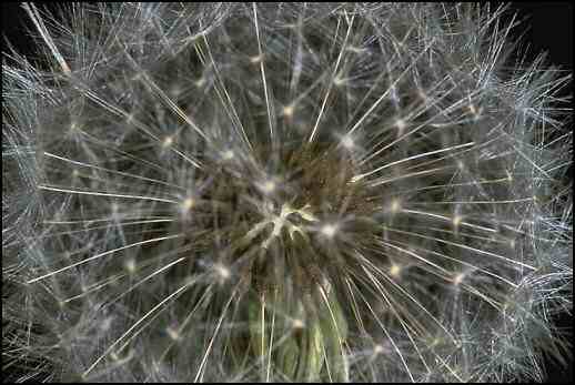 Dandelion Seeds