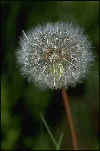 Dandelion seed head
