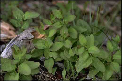 Geocaulon lividum