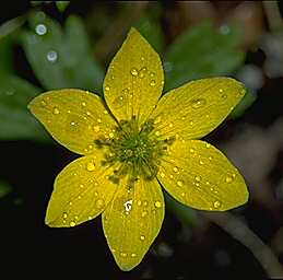 Anemone Richardsonii